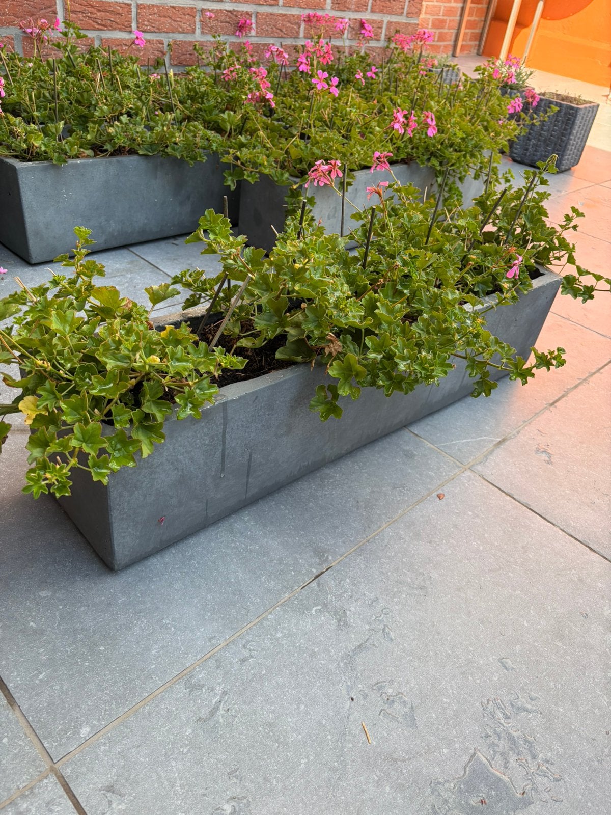 8 JARDINIÈRES AVEC GÉRANIUMS, Jardin & Terrasse, Bacs à fleurs & Jardinières, Enlèvement, Comme neuf, Béton, Balcon
