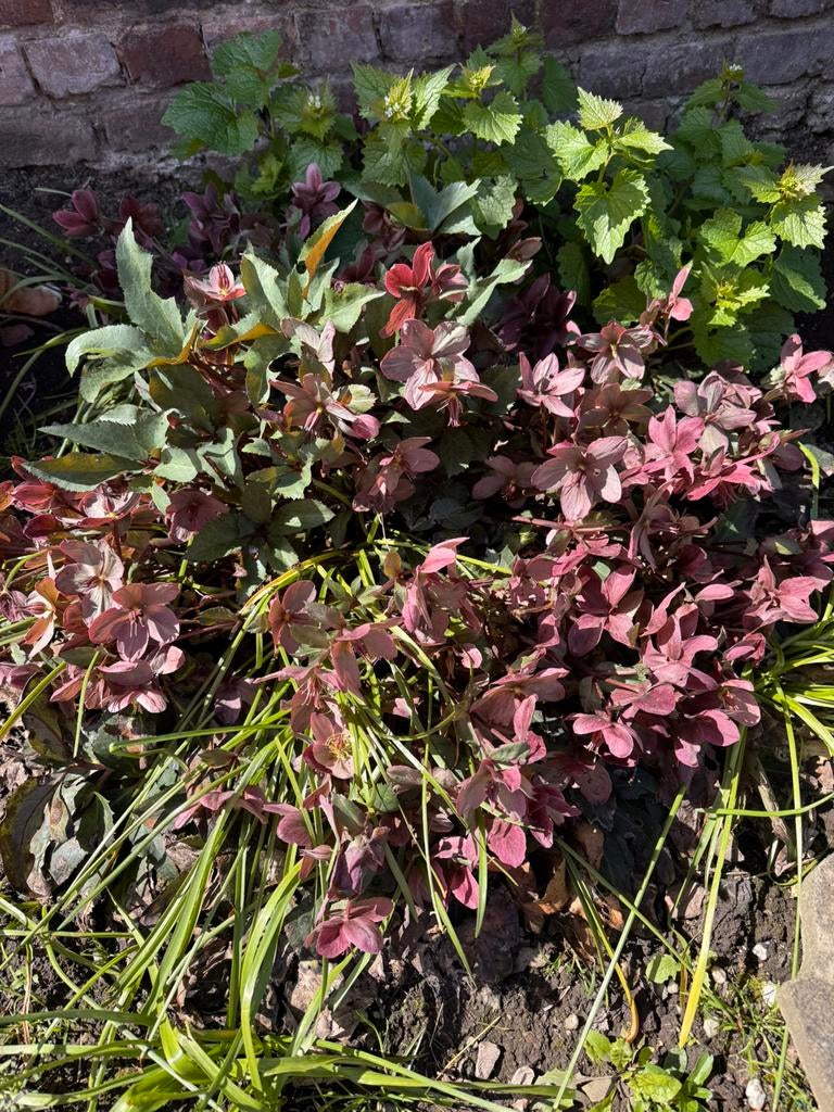 Zeer grote helleborussen, Tuin en Terras, Ophalen