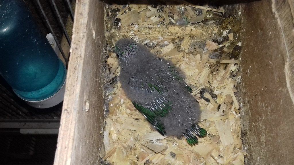 catharina parkiet om met de hand te voeden, Dieren en Toebehoren, Parkiet