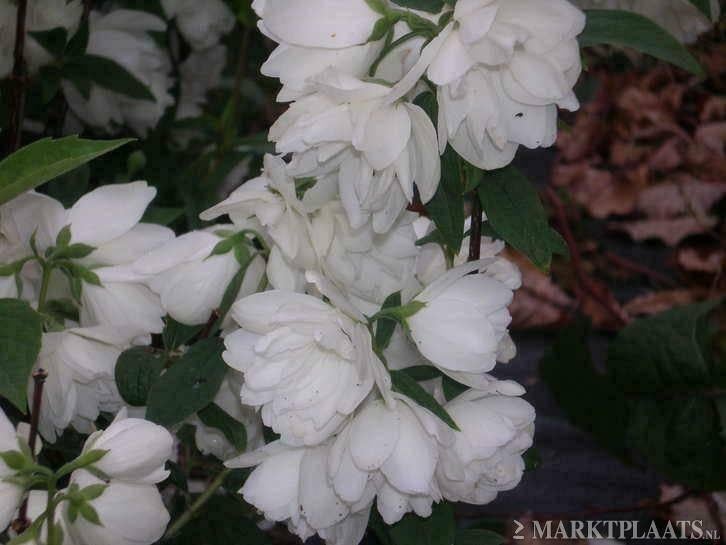 Boerenjasmijn Philadelphus ‘Virginal’ – Sneeuwwitte Bloemen, Ophalen of Verzenden