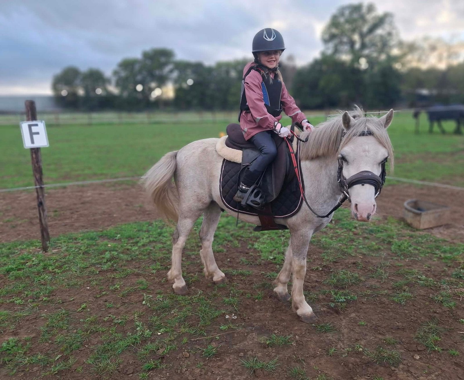 Welsh pony, Dieren en Toebehoren, Ruin, M