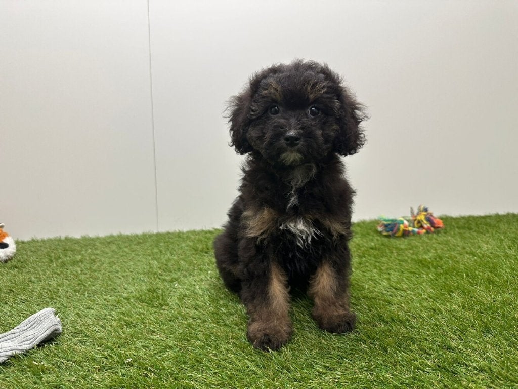 Havapoo pups, België, 8 tot 15 weken, Parvo, Meerdere