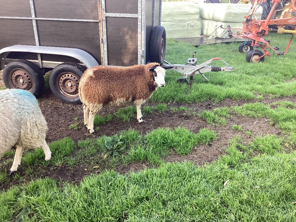 Schapen, Animaux & Accessoires, Femelle, Mouton, 0 à 2 ans
