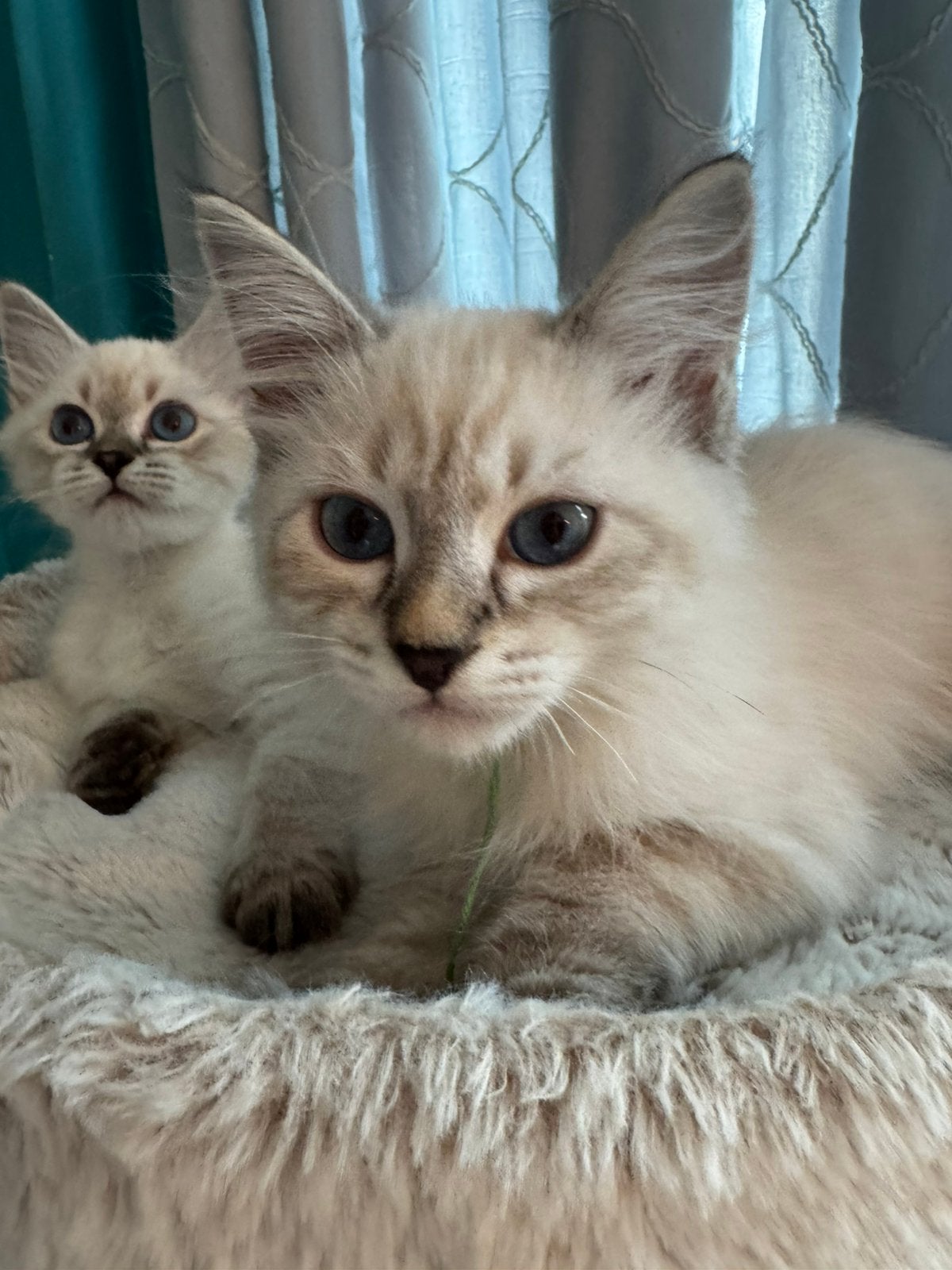 Siberische kittens te koop, Dieren en Toebehoren, Katten en Kittens | Raskatten | Langhaar, Kater, Met stamboom, 0 tot 2 jaar