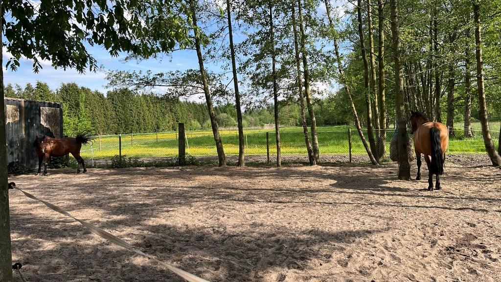 Paardenstal te huur retie, Pâturage, 1 cheval ou poney