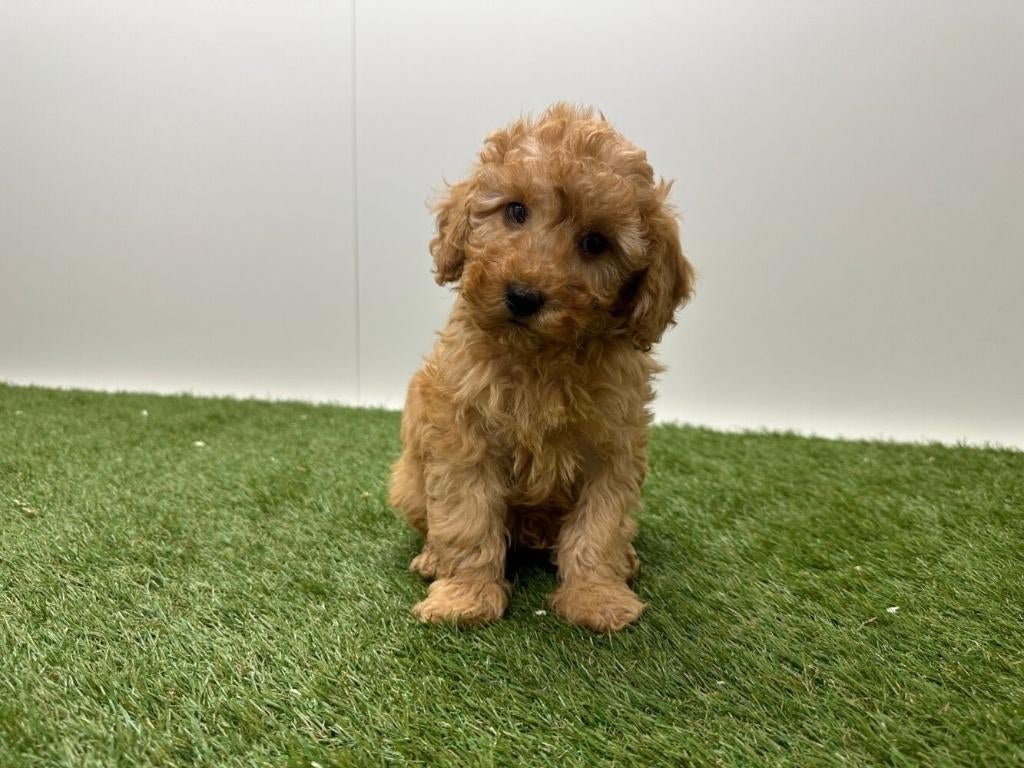 Nestjes Dwergpoedel pups, Poedel, Parvo, België, 8 tot 15 weken