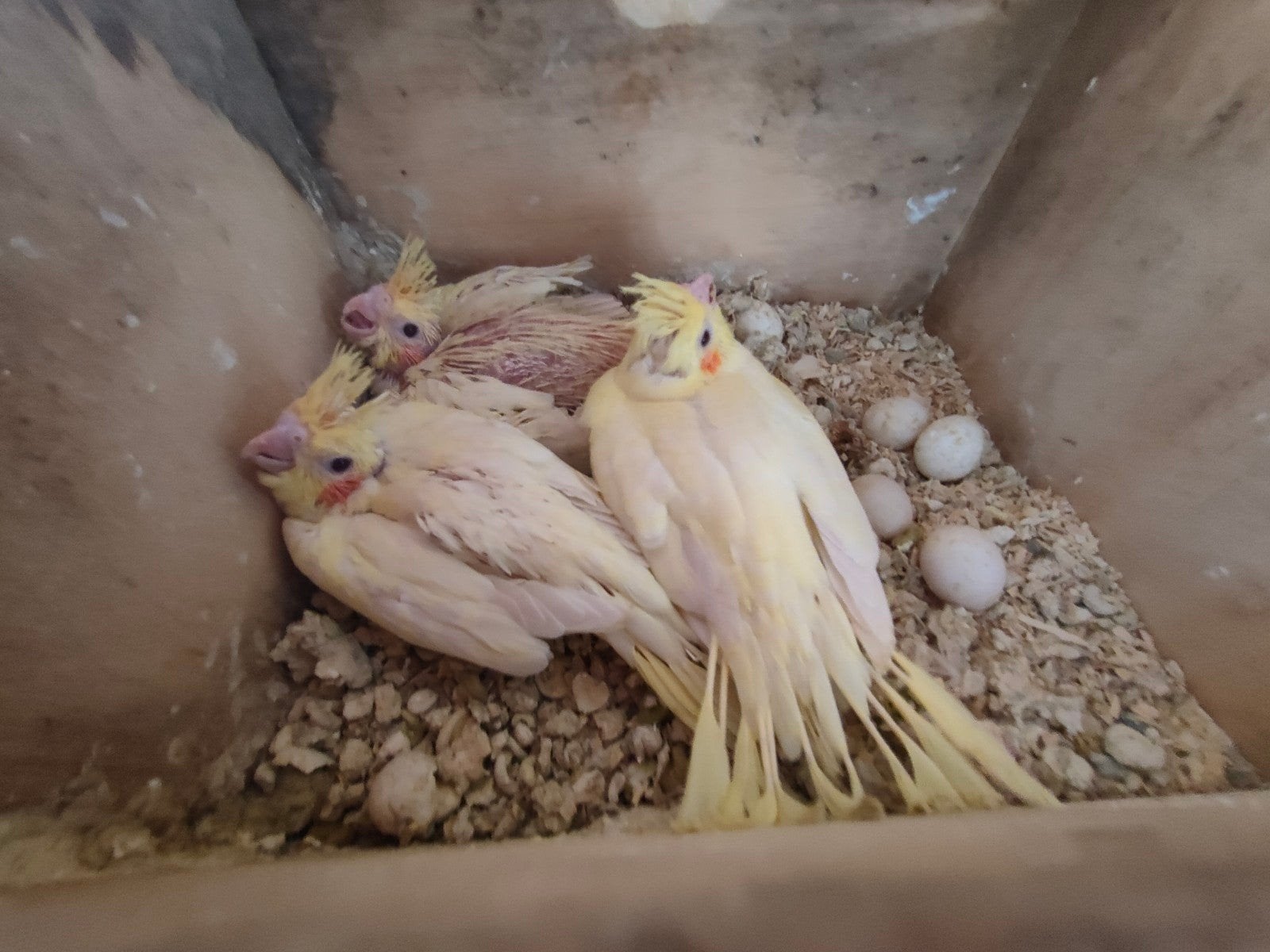 Calopsittes à élever à la main, Perruche, Domestique