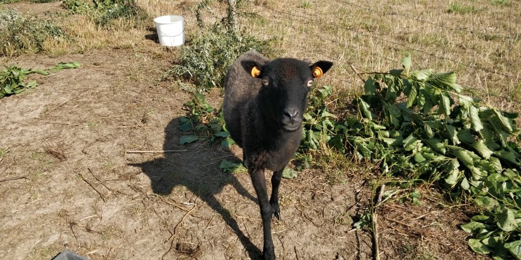 ouessant ooi 120 euro, Dieren en Toebehoren, Schapen, Geiten en Varkens, Vrouwelijk, Schaap, 3 tot 5 jaar