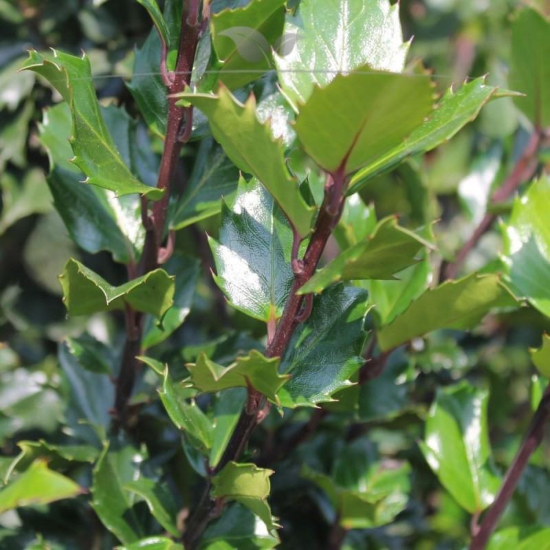 Illex ‘Blue Prince’, Tuin en Terras, Planten | Struiken en Hagen, Ophalen, Hulst, Minder dan 100 cm