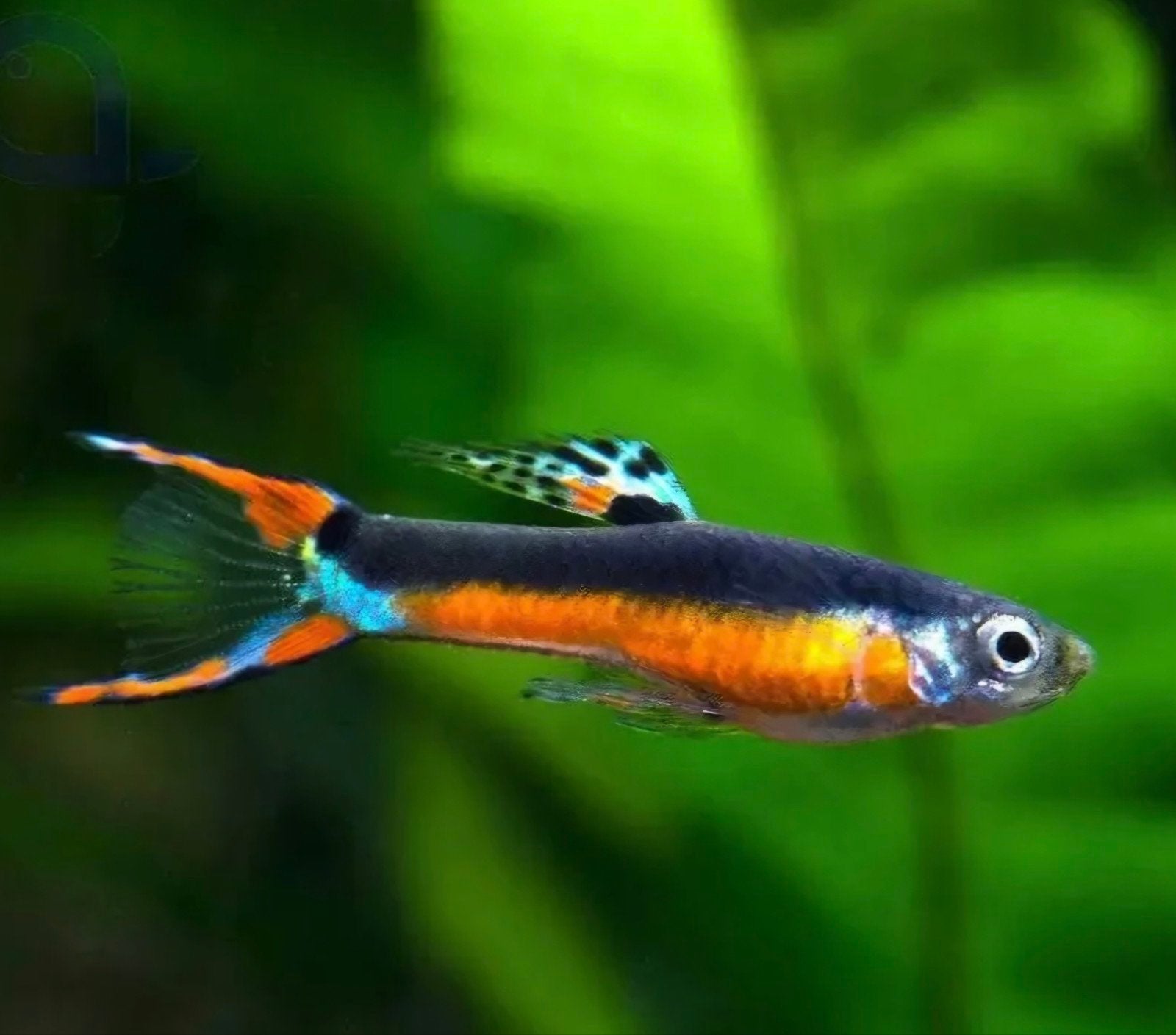 De Endlers à Santa Maria, Poisson