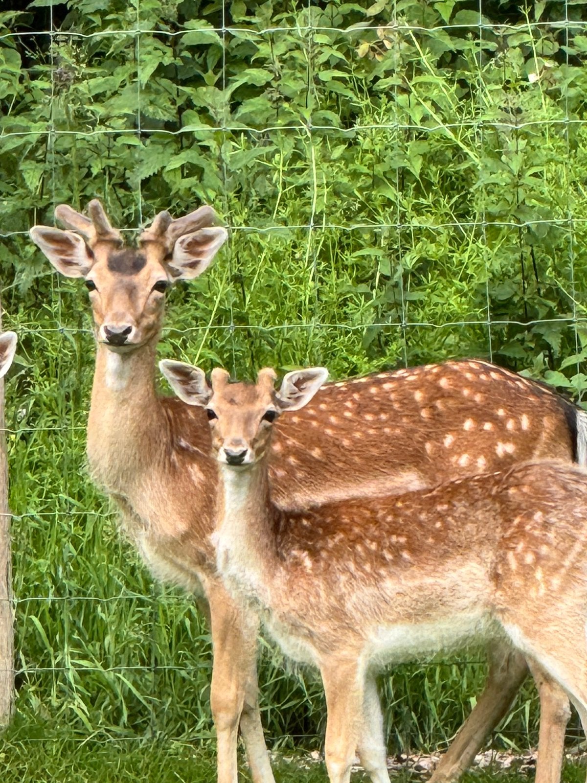 OM WEG TE GEVEN — 2 MANNELIJKE HERTEN, Dieren en Toebehoren, April, Mannelijk