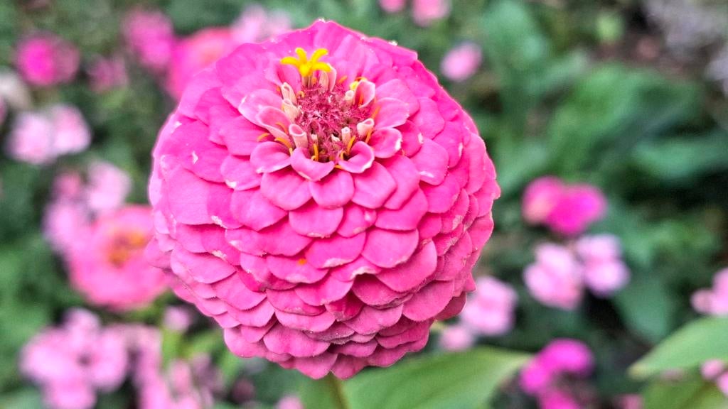 Graines de zinnia, Zinnia elegans, Envoi