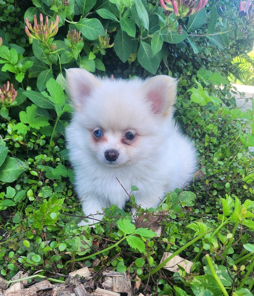 POMCHI pups te koop, Parvo, België, 8 tot 15 weken, Meerdere