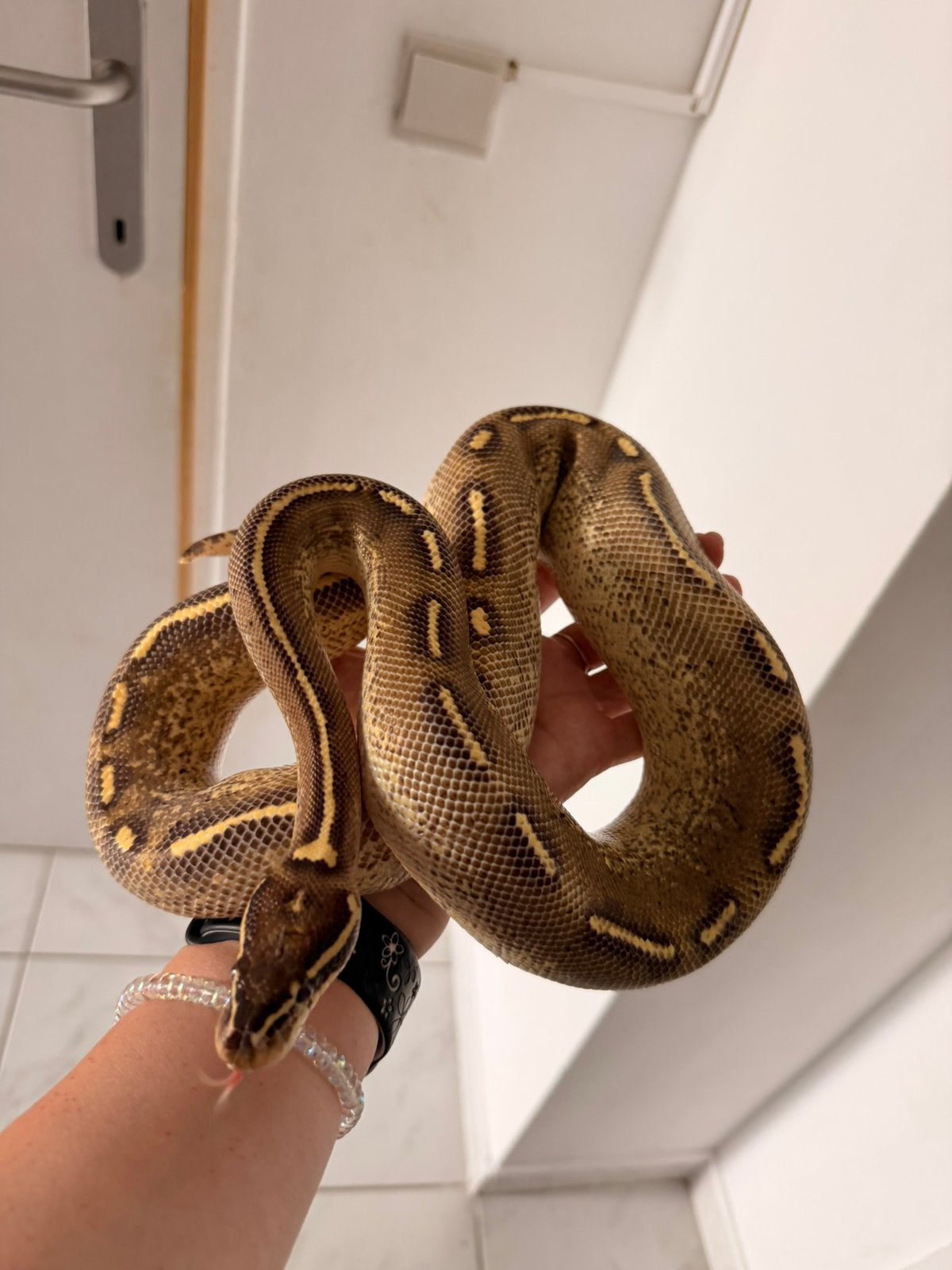 1.0 Freeway (Asphalt Yellow Belly), Dieren en Toebehoren, Reptielen en Amfibieën, Slang, Tam, 3 tot 6 jaar