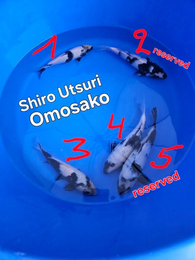 Shiro Utsuri  Omosako, Dieren en Toebehoren