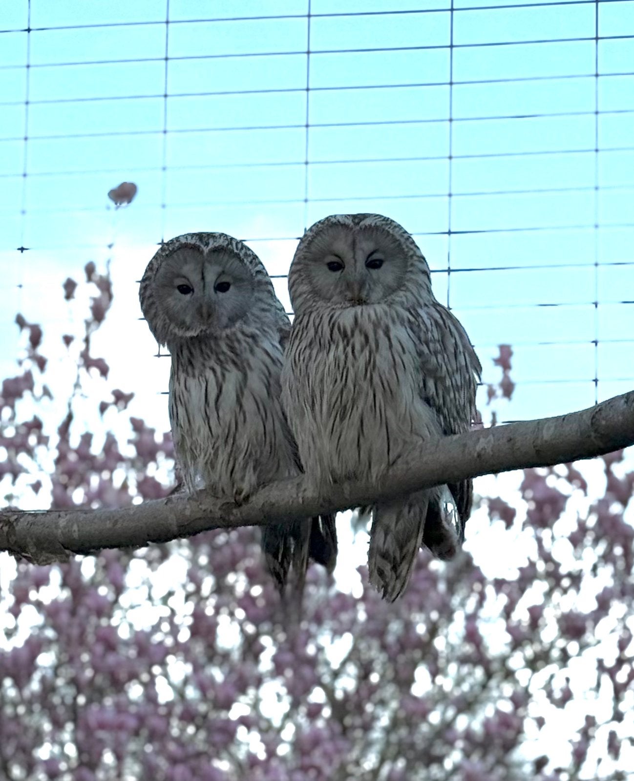 Koppel oeral uilen, Animaux & Accessoires, Oiseaux | Oiseaux Autre, Oiseau de proie