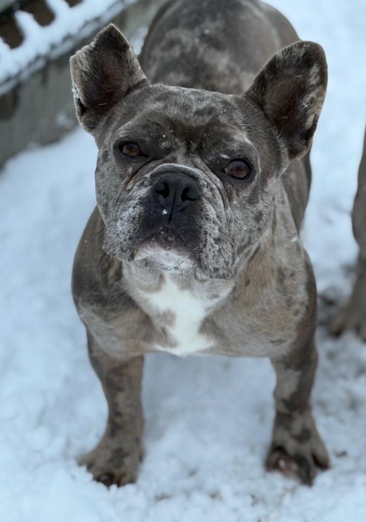 Merle Franse Bulldog reu, Parvo, België, Fokker | Hobbymatig, Reu