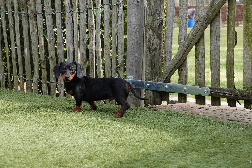 Prachtige dwerg teckel pup met stamboom, Dieren en Toebehoren, Parvo, België, 15 weken tot 1 jaar, Reu