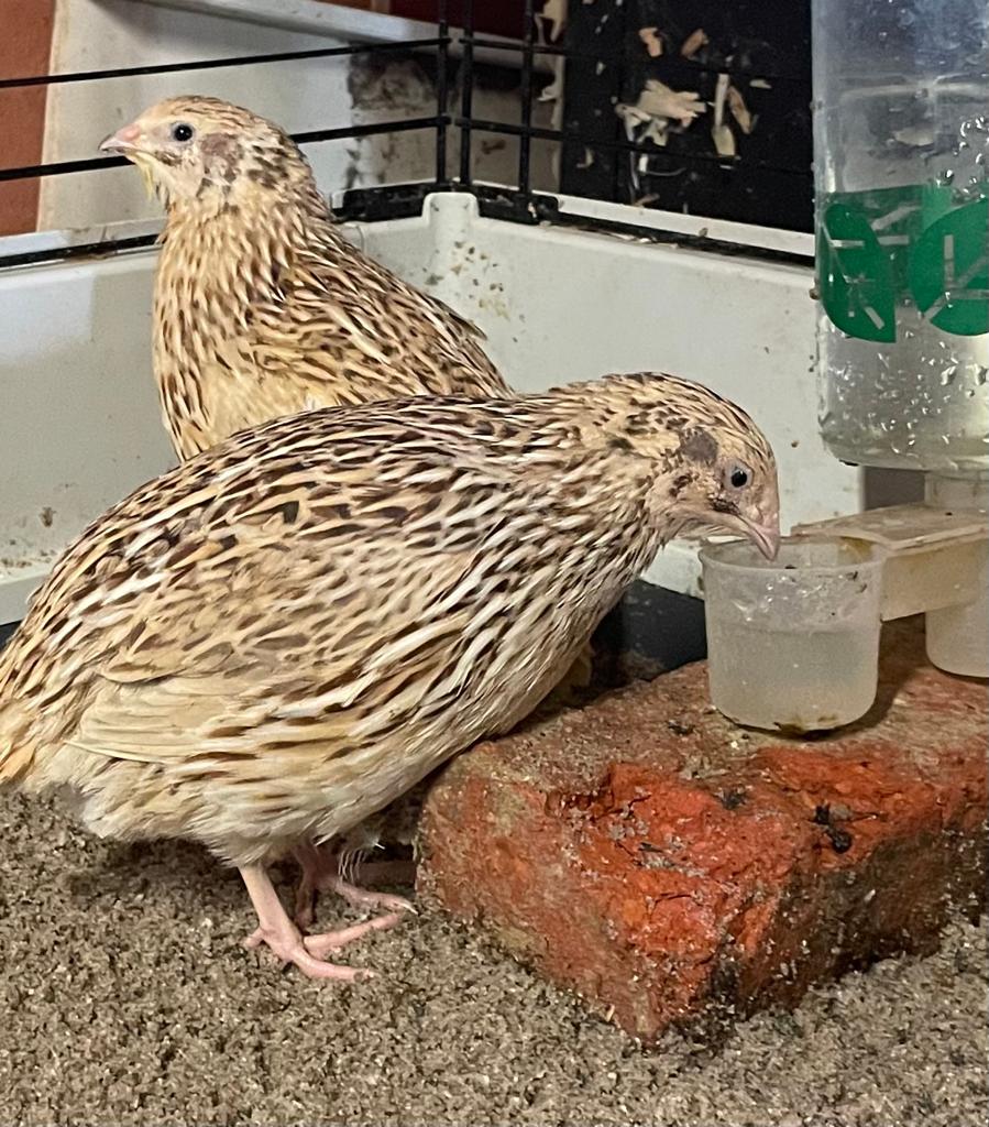 Japanse kwartels, Dieren en Toebehoren, Pluimvee
