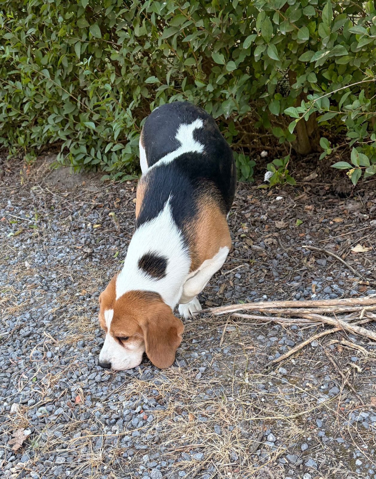 Chien Beagle mignon et robuste, 3 à 5 ans, Beagle, Chien (mâle), Belgique
