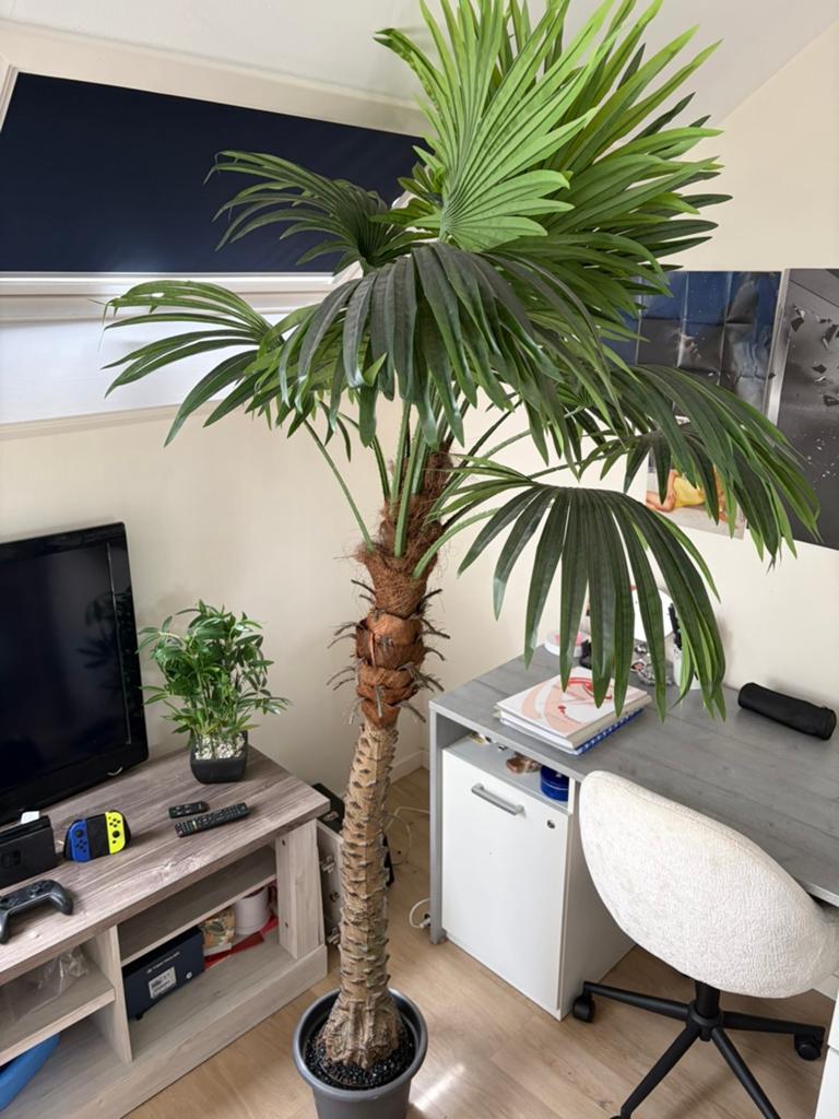 Fake palmboom, Enlèvement, Palmier