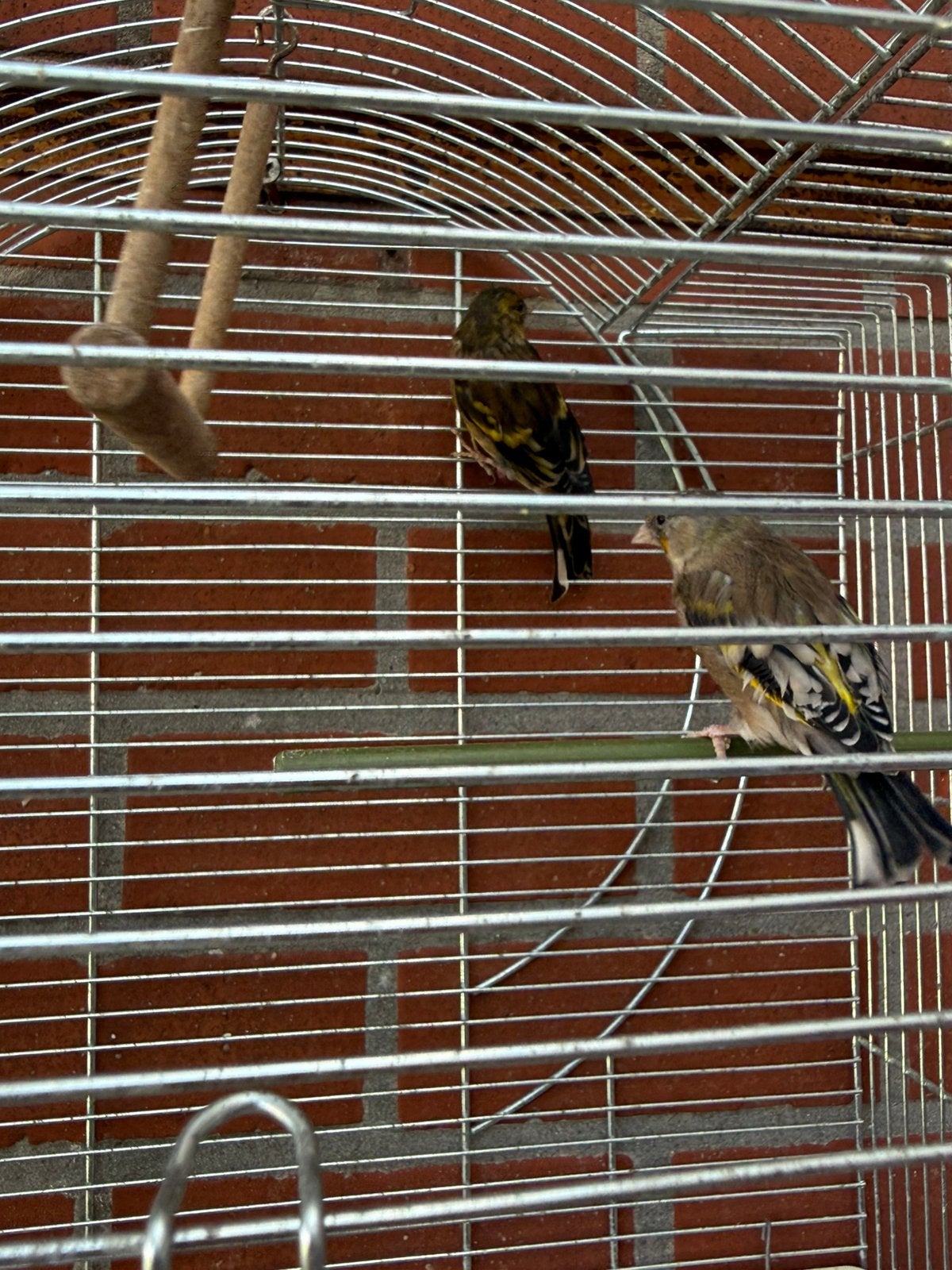metis chardonneret, Animaux & Accessoires