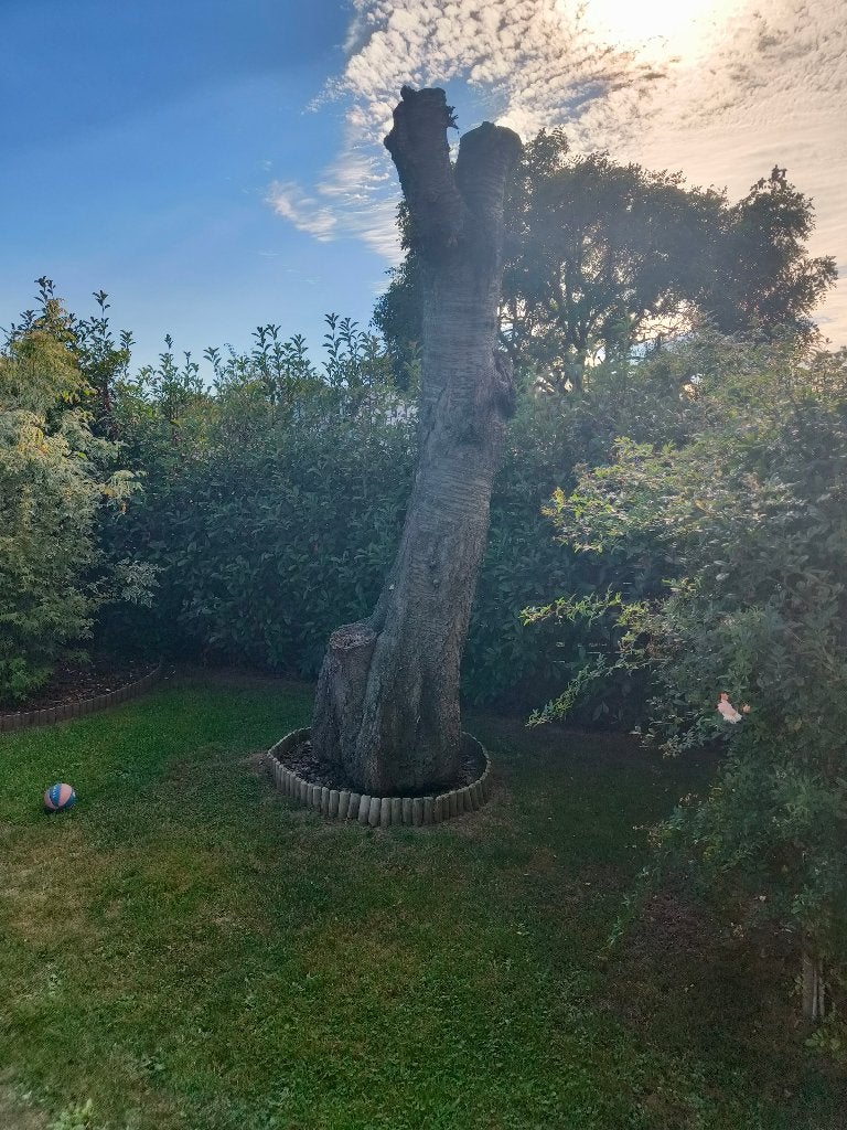 Bois de cerisier, Moins de 3 m³, Enlèvement, Autres essences de bois, Troncs d'arbres