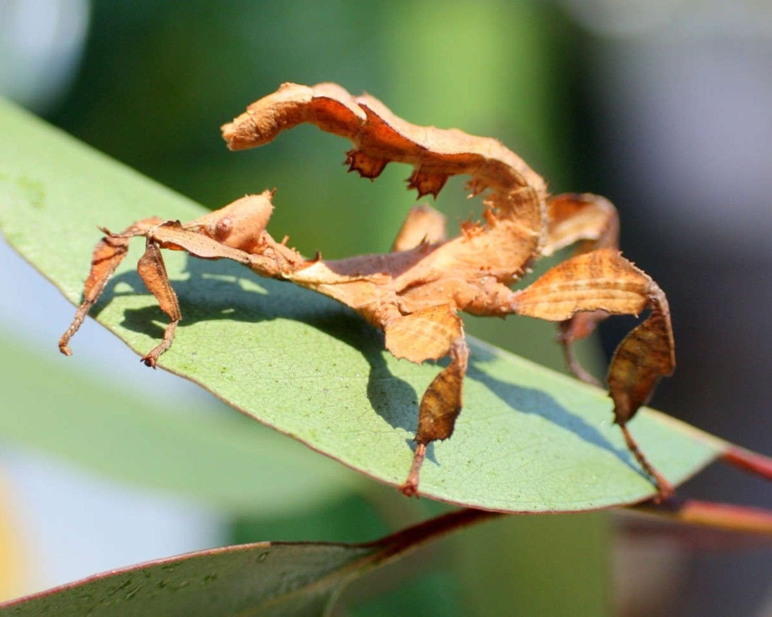 Extatosoma tiaratum