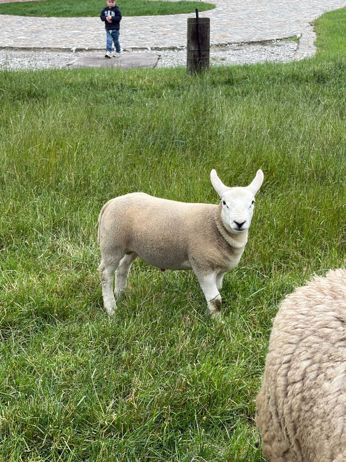 Ram lam bok, Animaux & Accessoires, Moutons, Chèvres & Cochons