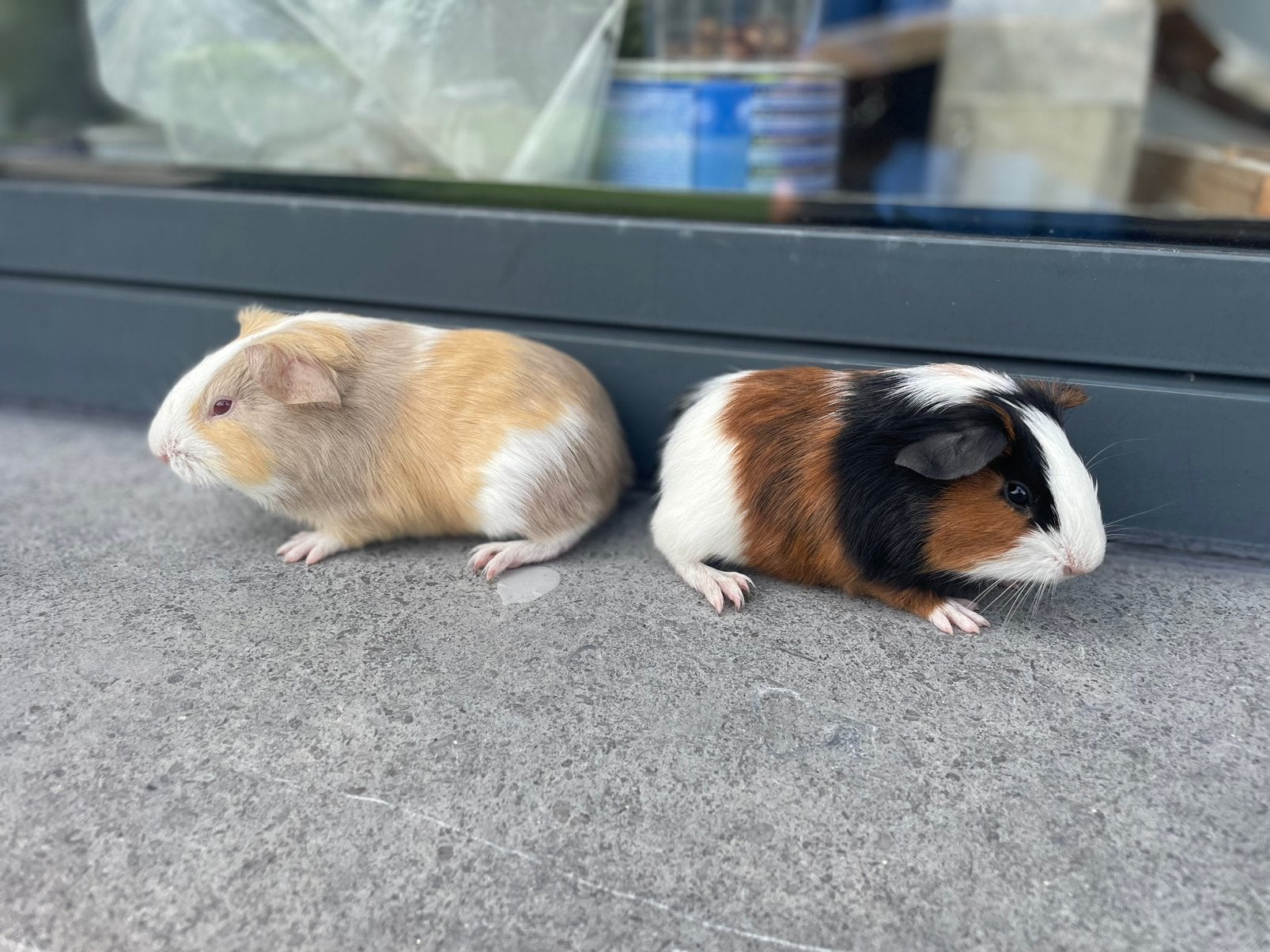 Jonge cavia’s, Cavia, Mannelijk, Mei, Tam