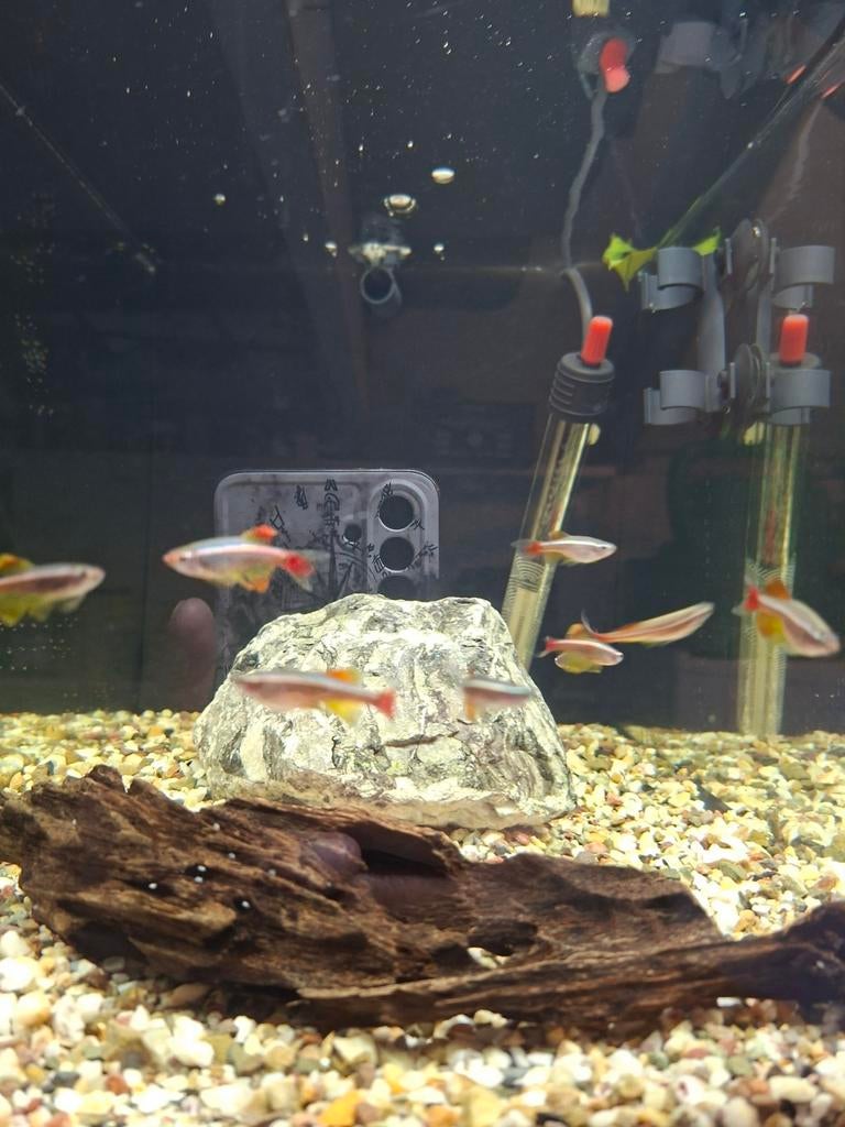 Chinese sluier danio