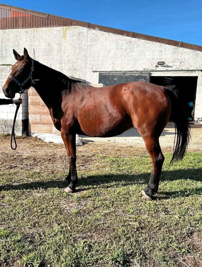 super lieve 15 jarige merrie, 11 ans ou plus, Avec puce électronique, 160 à 165 cm, Cheval de récréation