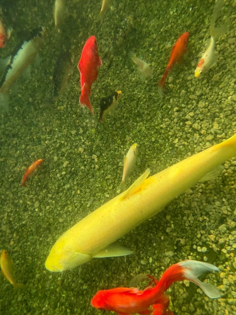 Albino Graskarper, Dieren en Toebehoren, Vissen | Vijvervissen, Karper of Koi