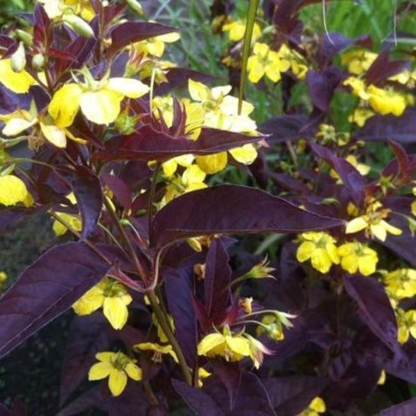 Lysimachia ciliata 'Firecracker', Tuin en Terras, Ophalen, Zomer, Vaste plant, Halfschaduw