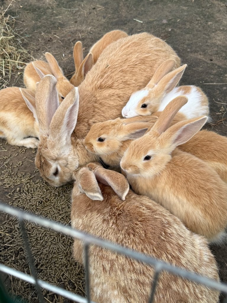 Vlaamse reusjes, Plusieurs animaux, Grand, 0 à 2 ans