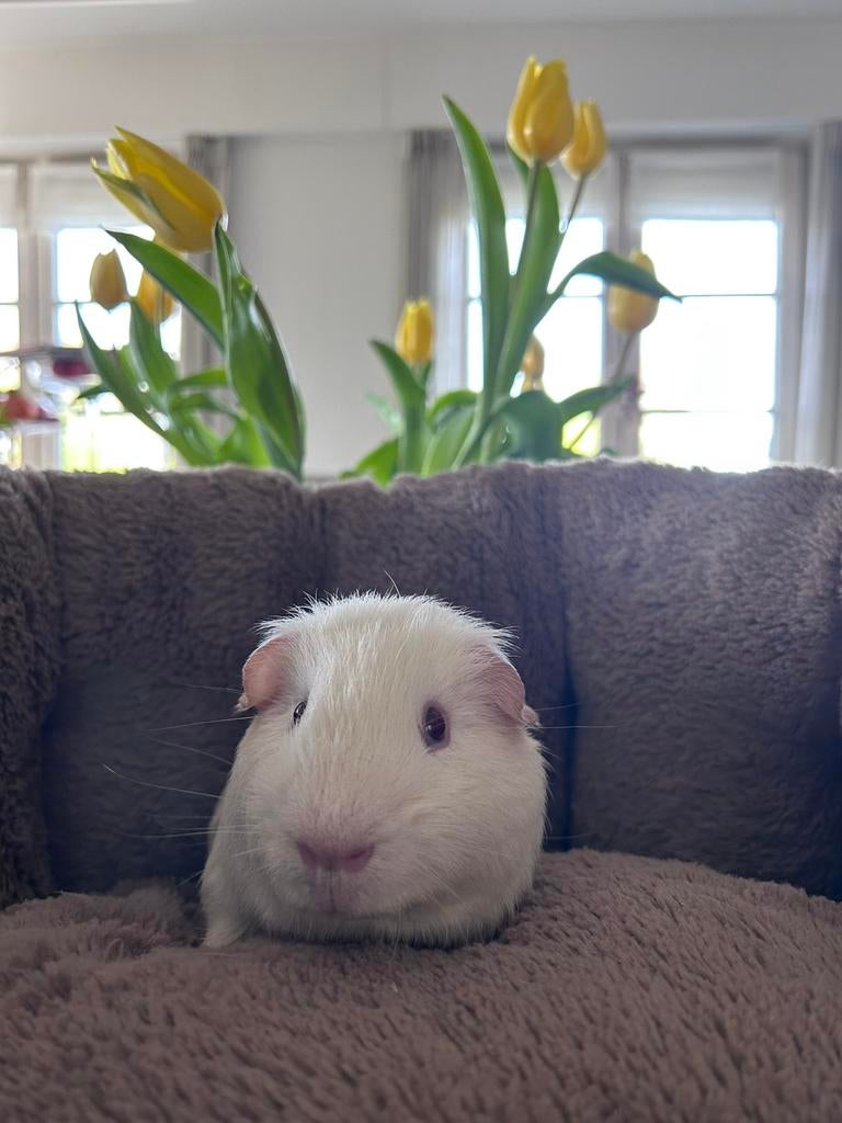 Super lief cavia beertje, Dieren en Toebehoren, Cavia, Mannelijk, Januari, Tam