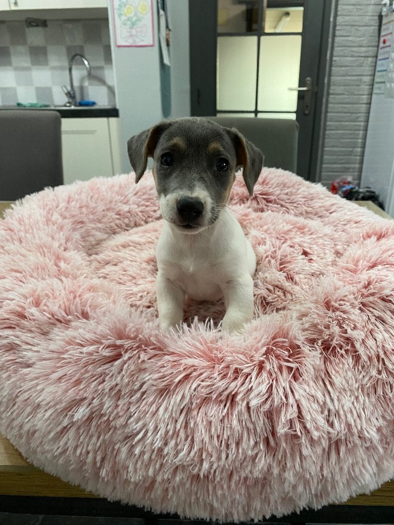 Kortpotige Jack Russel pups uit geteste ouders, Hépatite contagieuse (maladie de Rubarth), 8 à 15 semaines, Plusieurs, Éleveur | Loisir
