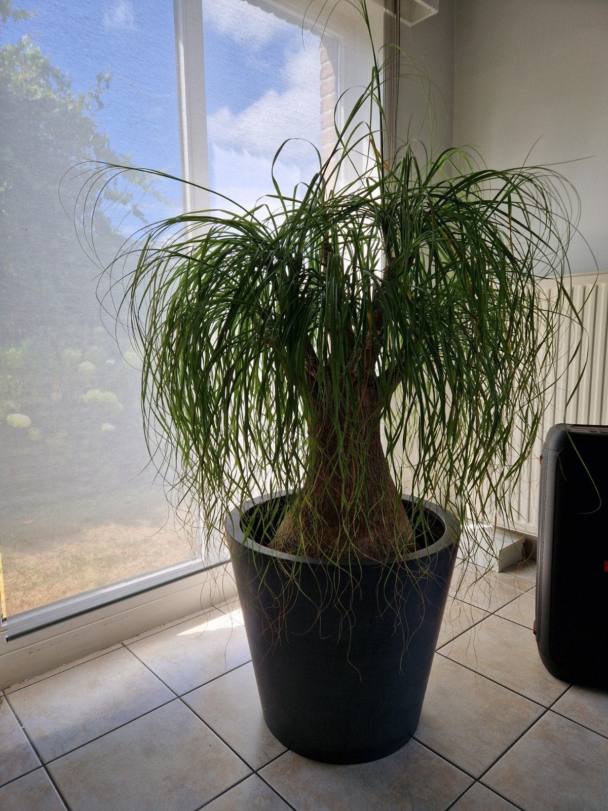 Beaucarnea of olifantspoot in pot., Ophalen, In pot