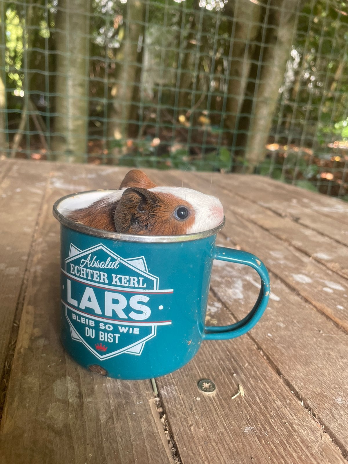 4 cavia beertjes te koop, Dieren en Toebehoren, Knaagdieren, Juli, Mannelijk, Cavia