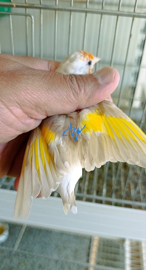 Chardonneret, Mannelijk, Kleurkanarie