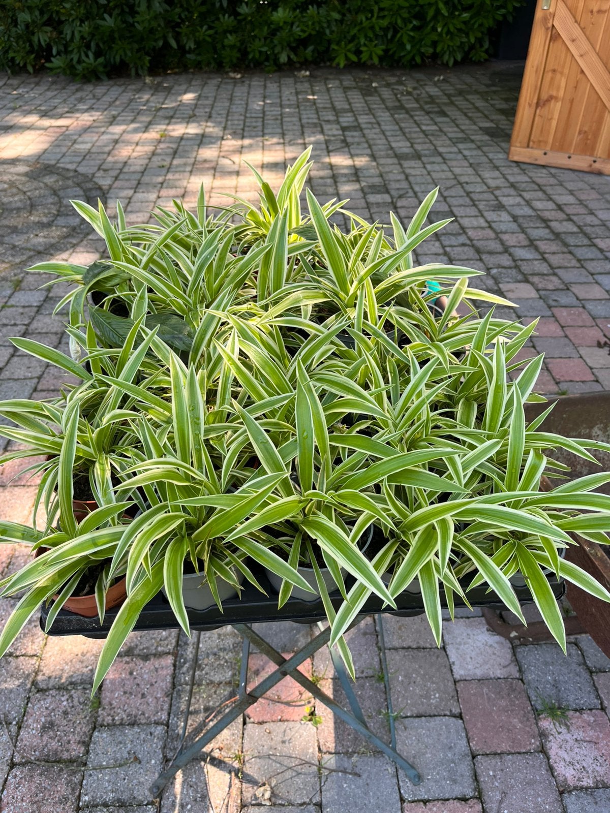 Graslelies te koop., Enlèvement, Plante fixe