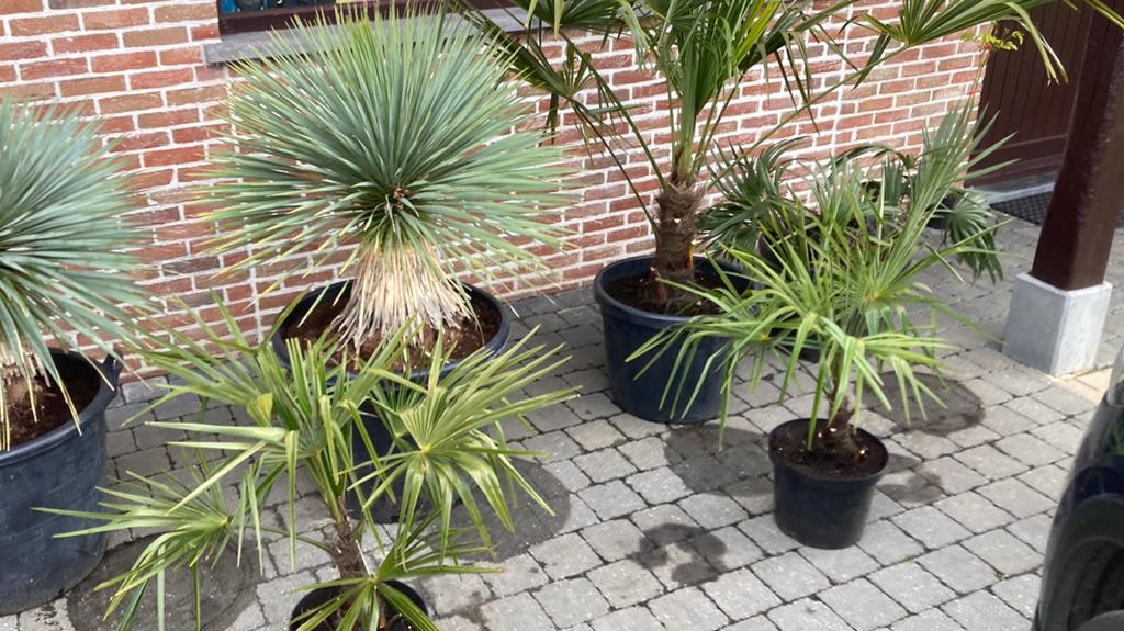 Planten palmboom , yucca ,tritrinax,trachycarpus, Ophalen