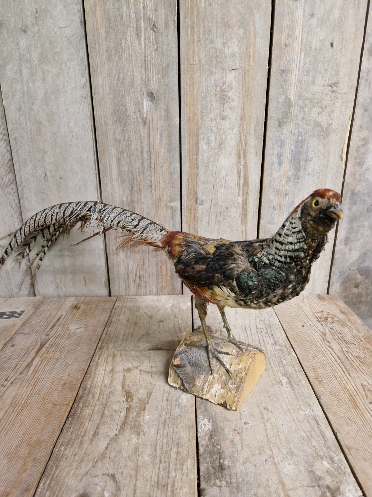 Taxidermie Goud Fazant, Ophalen