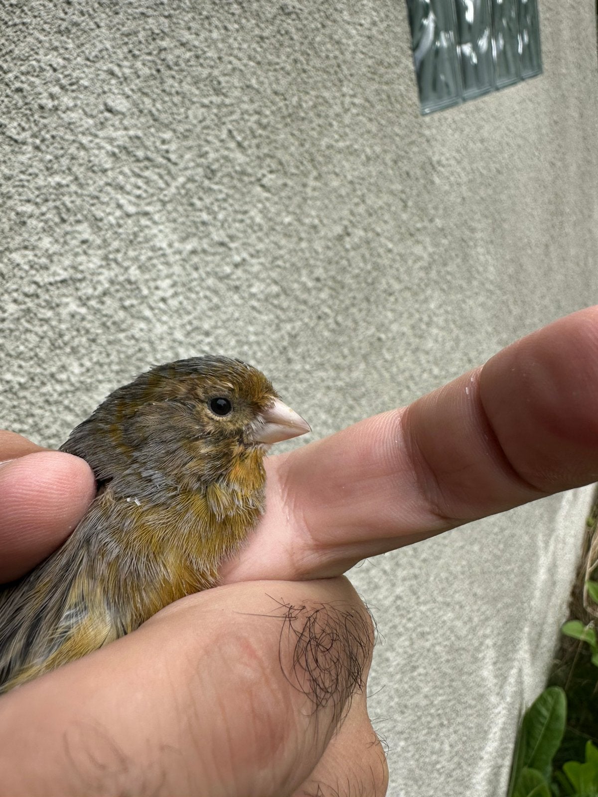 Canaris