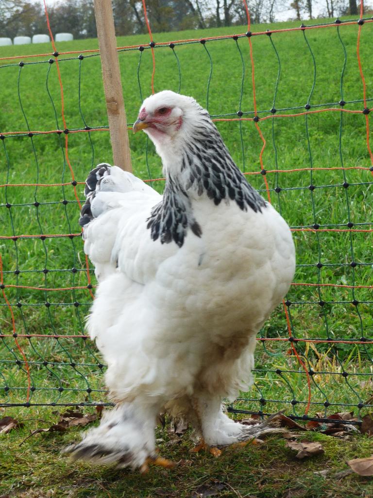 Oeufs Brahma fécondés à incuber herminé blanc noir, Envoi, Neuf