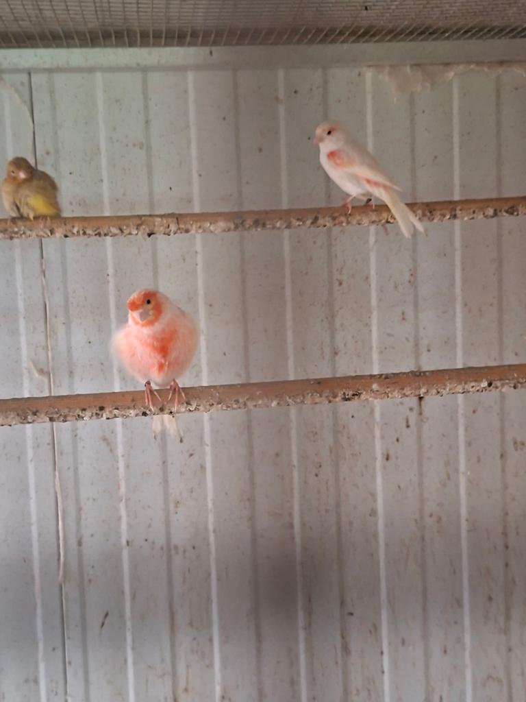 4 koppels  rood mozaik  kweekrype   45 euro koppel, Dieren en Toebehoren, Vogels | Kanaries