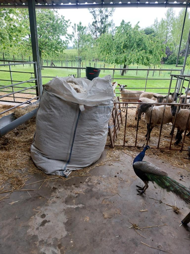 Gratis zuiveren schapenwol