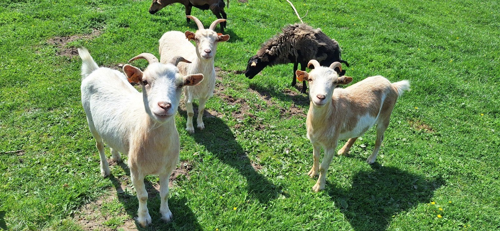 3 Geiten miekes (zusjes) zoeken een mooi nieuw onderkomen, Animaux & Accessoires, Moutons, Chèvres & Cochons, Femelle, Chèvre