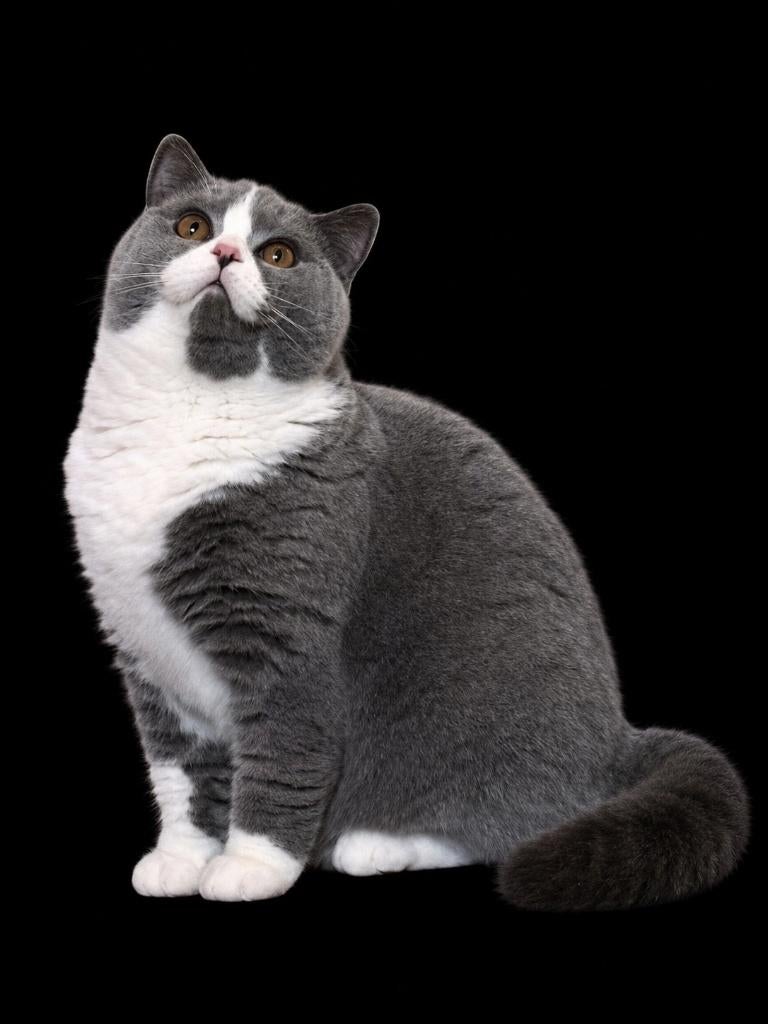 Brits korthaar (dekkater), Dieren en Toebehoren, 0 tot 2 jaar