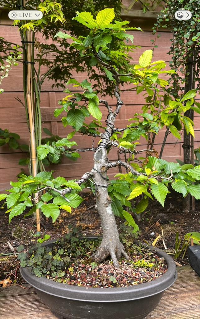 Te koop: Twee mooi gevormde haagbeuk bonsais…, Overige soorten, Lente, Minder dan 100 cm, Ophalen